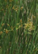 One of the target incipient weeds for the day: Juncus effusus